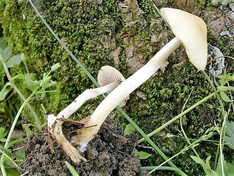 1310 Aprile vecchio ritrovamento